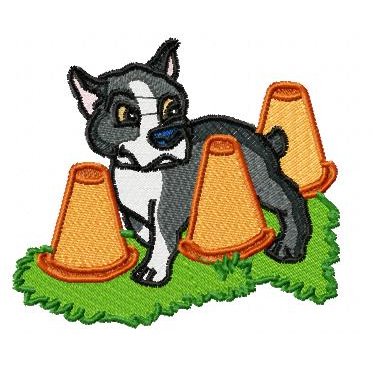 Agility Boston Terrier - Click Image to Close